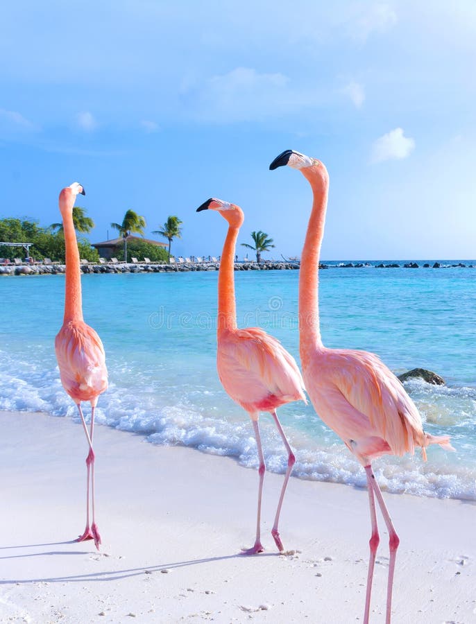 Roze flamingo op het strand