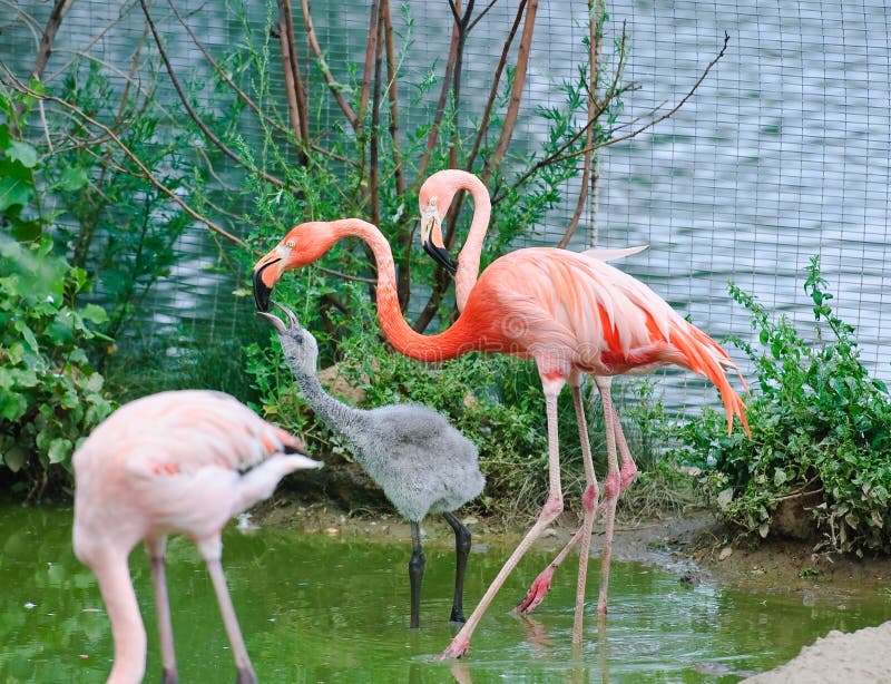 Roze Flamingo's bij de Dierentuin royalty-vrije stock foto's Roze Flamingo's bij de Dierentuin royalty-vrije stock foto's