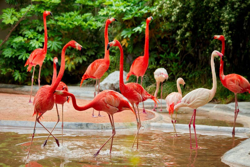 Roze flamingo's bij de dierentuin royalty-vrije stock fotografie Roze flamingo's bij de dierentuin royalty-vrije stock fotografie