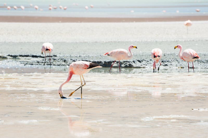 Roze flamingo's in de lagune op het plateau Altiplano, Bolivië stock foto Roze flamingo's in de lagune op het plateau Altiplano, Bolivië stock foto