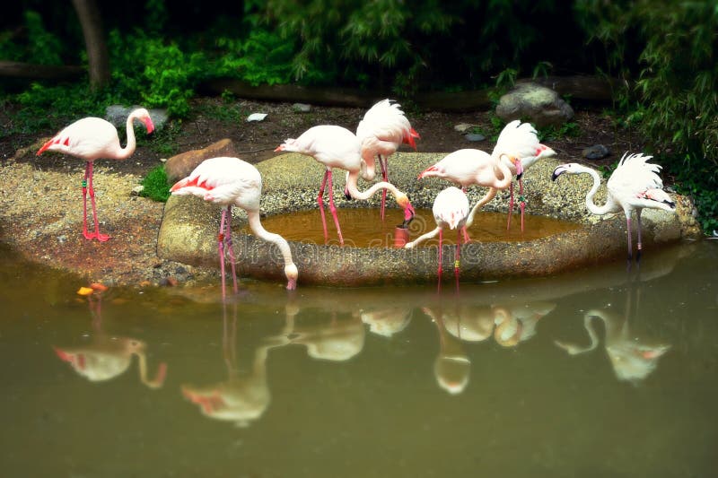 Roze Flamingo's met Bezinning stock foto's Roze Flamingo's met Bezinning stock foto's