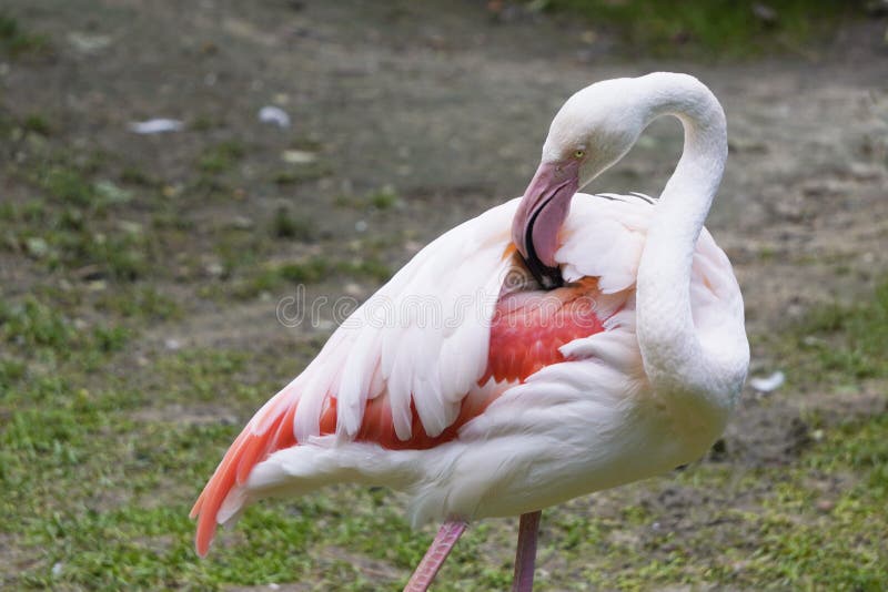 Roze Flamingo zorgt voor hun veren, kammen en verwijdert overtollige het portret van een vogel, dichtbij stock afbeelding Roze Flamingo zorgt voor hun veren, kammen en verwijdert overtollige het portret van een vogel, dichtbij stock afbeelding