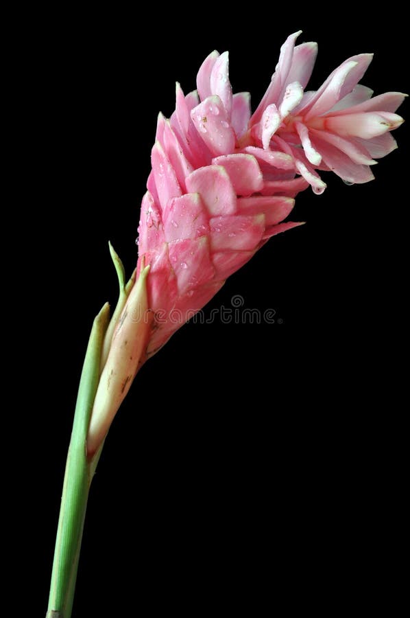 Roze gemberbloem royalty-vrije stock foto Roze gemberbloem royalty-vrije stock foto
