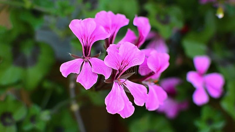 Roze geranium komt dicht