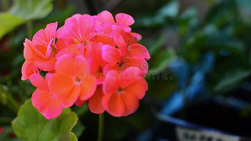 Roze geranium komt dicht