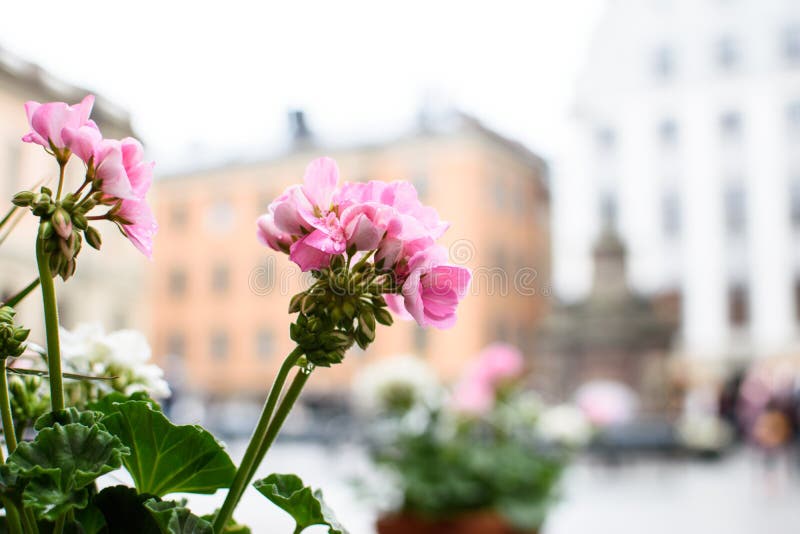 Roze geranium op de achtergrond van stad stock fotografie Roze geranium op de achtergrond van stad stock fotografie