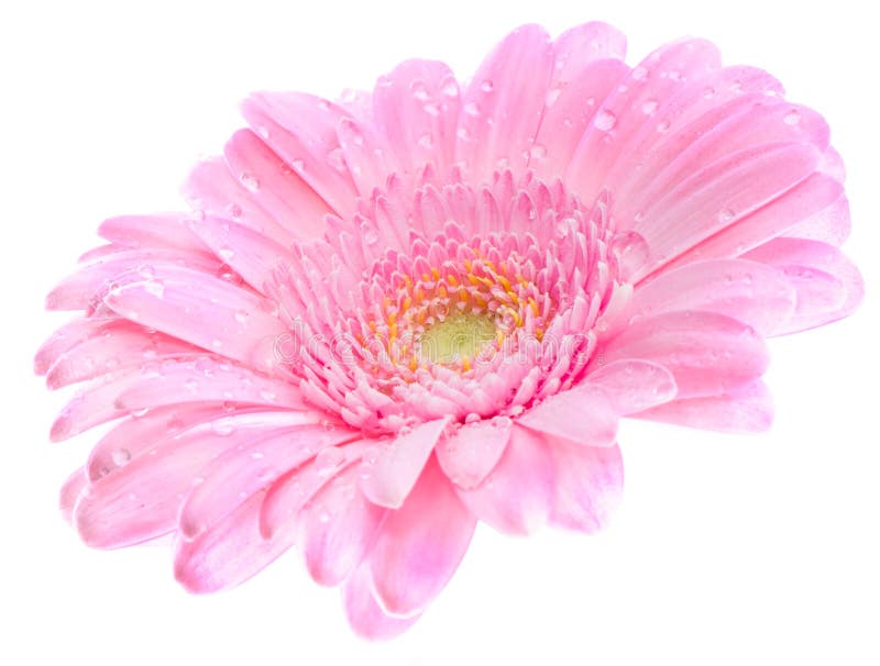 Roze gerbera