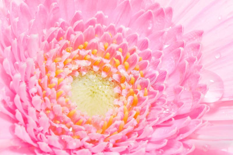 Roze gerbera