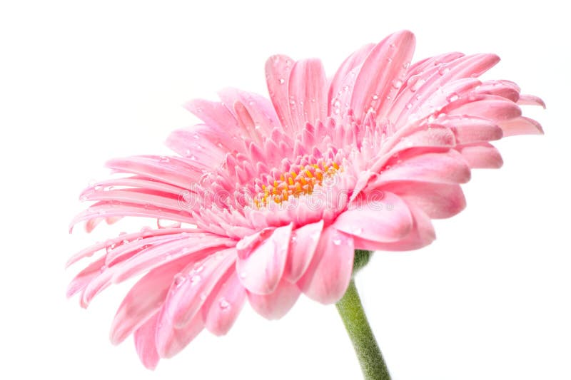 Roze gerbera