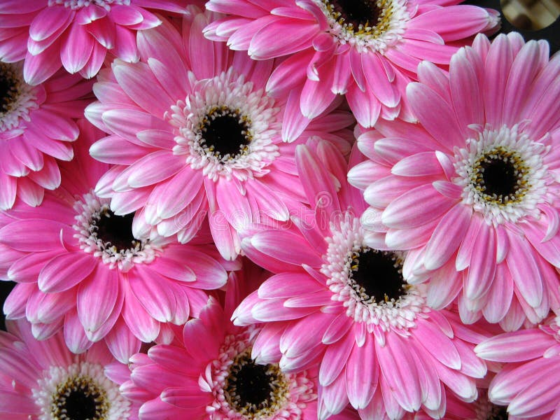 Roze gerberbloemen - achtergrond royalty-vrije stock afbeelding Roze gerberbloemen - achtergrond royalty-vrije stock afbeelding