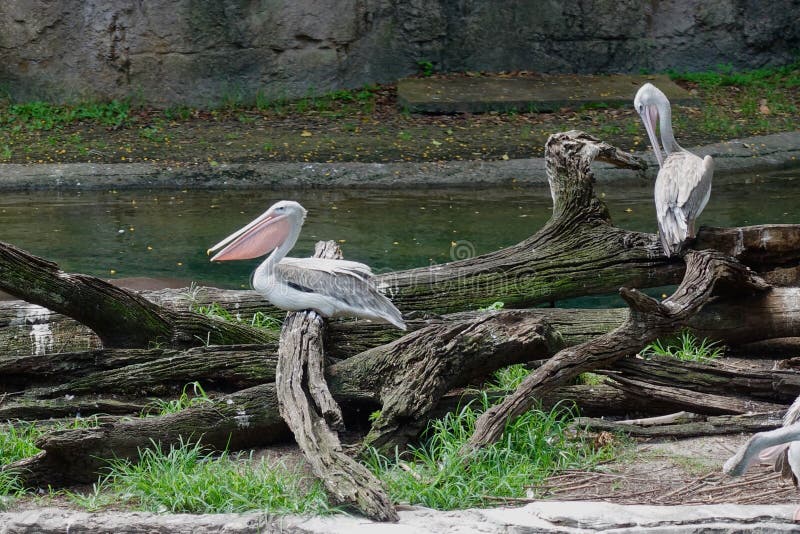 Roze Gesteunde Pelikanen bij de dierentuin stock foto's Roze Gesteunde Pelikanen bij de dierentuin stock foto's