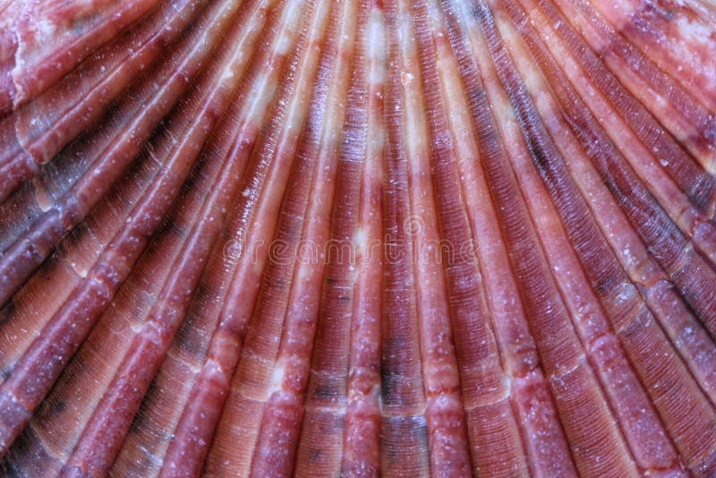 Roze Kammosselshell textuur royalty-vrije stock afbeelding Roze Kammosselshell textuur royalty-vrije stock afbeelding