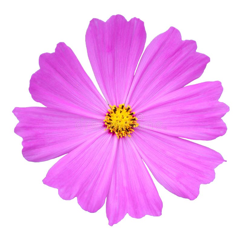 Roze kosmosbloem royalty-vrije stock afbeeldingen Roze kosmosbloem royalty-vrije stock afbeeldingen