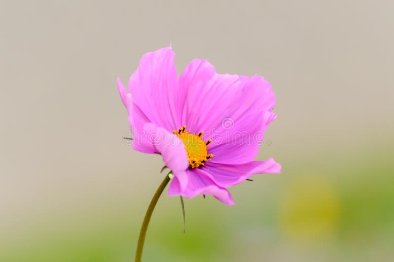 Roze kosmosbloem stock afbeeldingen Roze kosmosbloem stock afbeeldingen