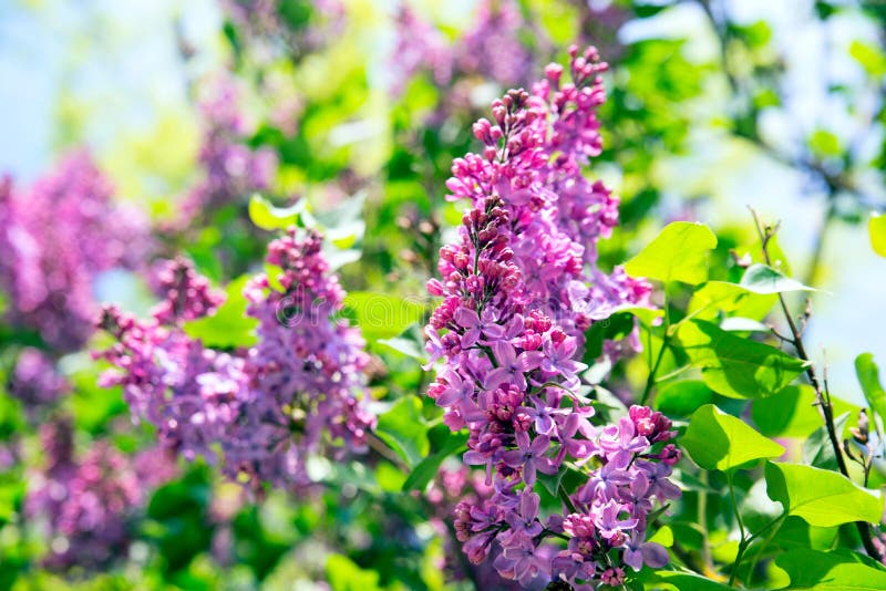 Roze lilac bloemen in de lentetuin op een zonnige dag stock afbeeldingen Roze lilac bloemen in de lentetuin op een zonnige dag stock afbeeldingen