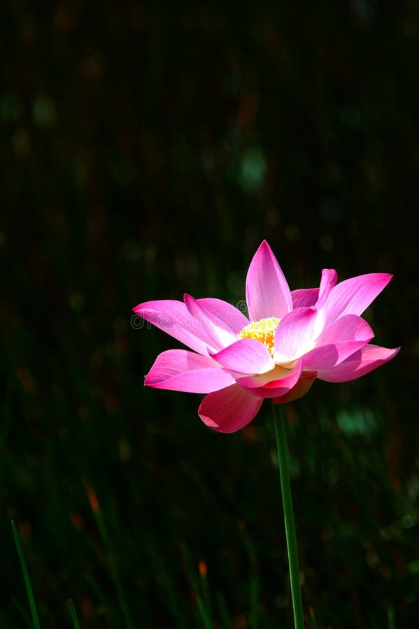 Roze lotusbloem 3 royalty-vrije stock foto Roze lotusbloem 3 royalty-vrije stock foto
