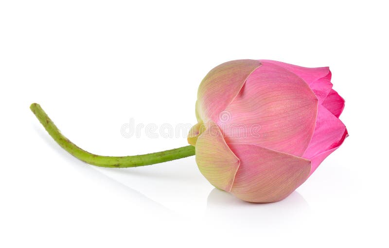 Roze lotusbloem op witte achtergrond stock afbeeldingen Roze lotusbloem op witte achtergrond stock afbeeldingen