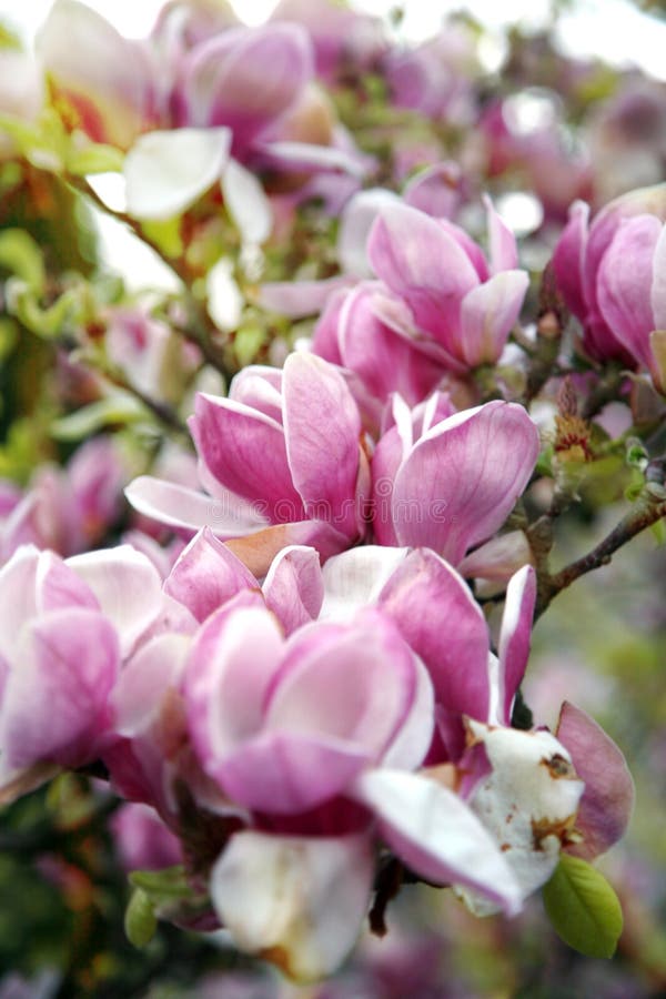Roze magnolia