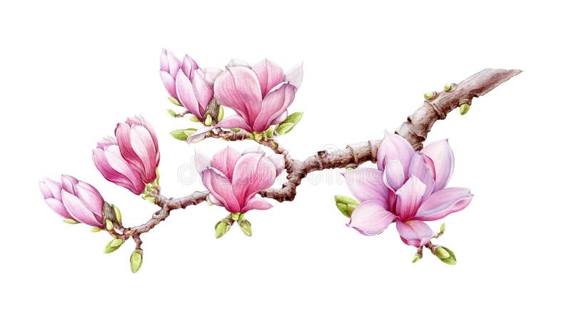 Roze magnolia tak met illustratie van de bloemen waterkleur Met de hand getrokken lente springbloesem met groene knoppen op een b