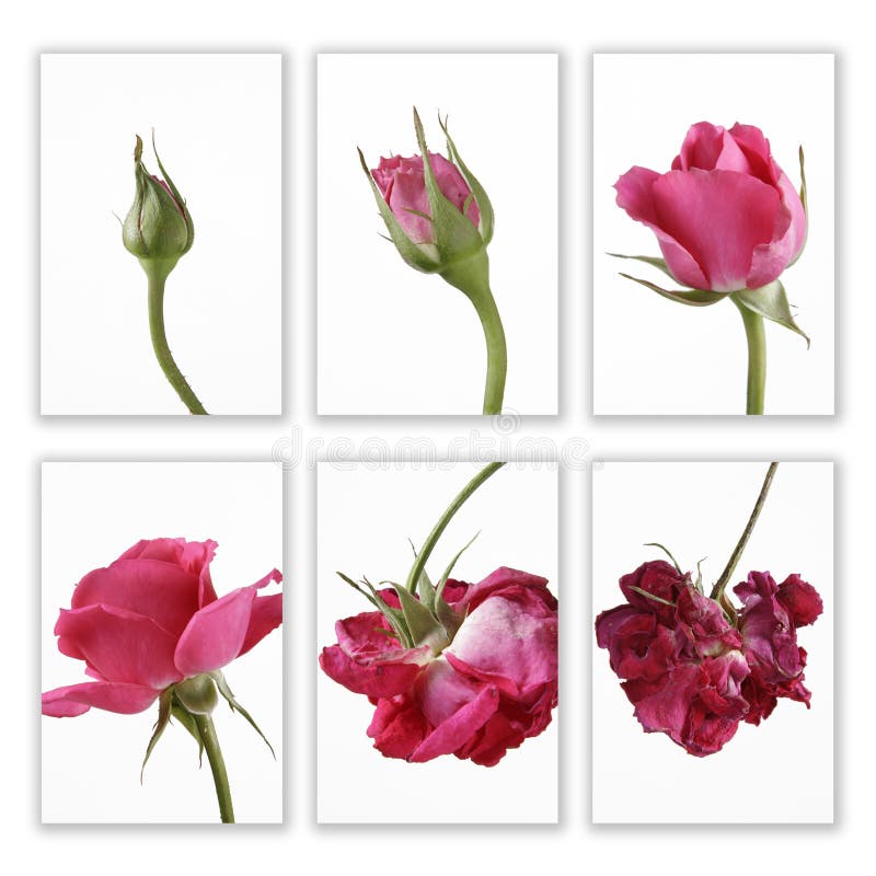 Phases of a pink rose from bud until gets dry, isolated over white background. The cycle of life. Phases of a pink rose from bud until gets dry, isolated over white background. The cycle of life