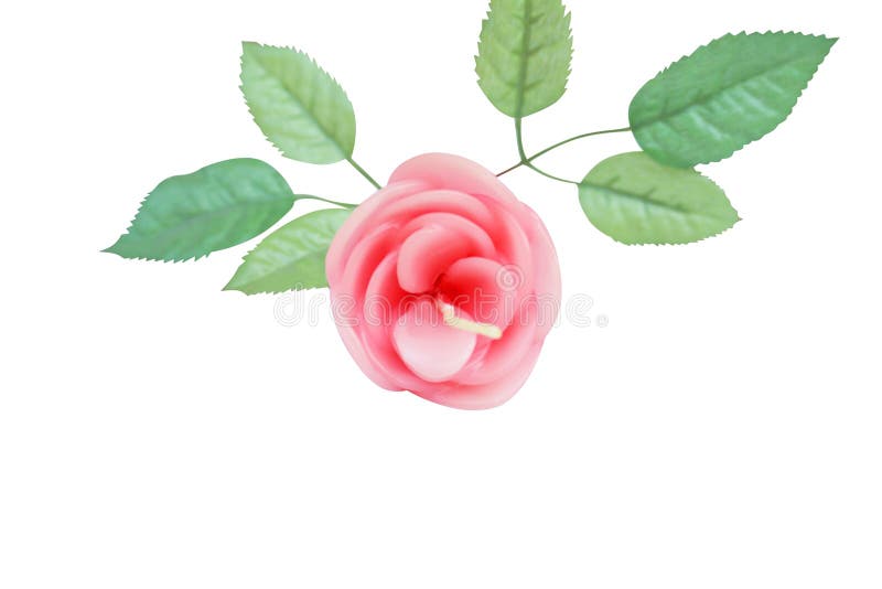 Roze nam met bladeren toe op witte achtergrond, Aromakaars worden geïsoleerd die stock foto Roze nam met bladeren toe op witte achtergrond, Aromakaars worden geïsoleerd die stock foto