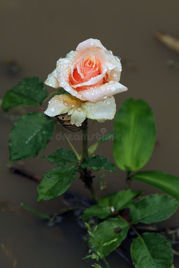 Roze roos met dauwdruppels royalty-vrije stock foto