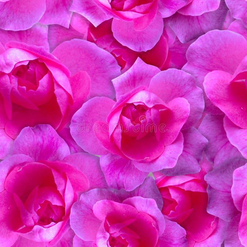 Roze nam Patroon toe Mooie naadloze bloemachtergrond stock foto Roze nam Patroon toe Mooie naadloze bloemachtergrond stock foto