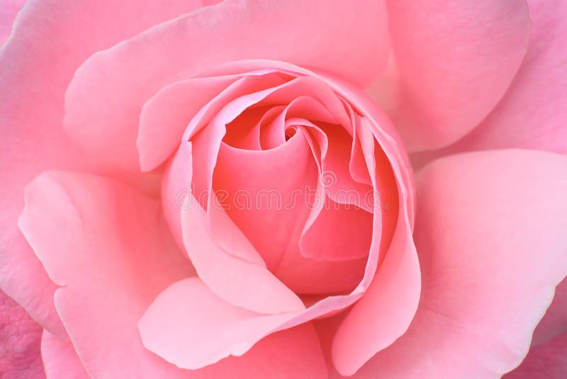 Roze roos stock foto