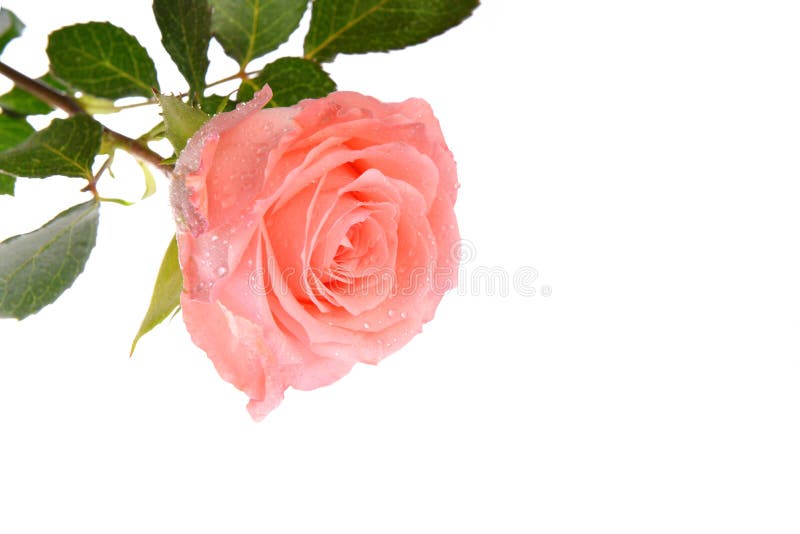 Roze nam toe stock afbeeldingen Roze nam toe stock afbeeldingen