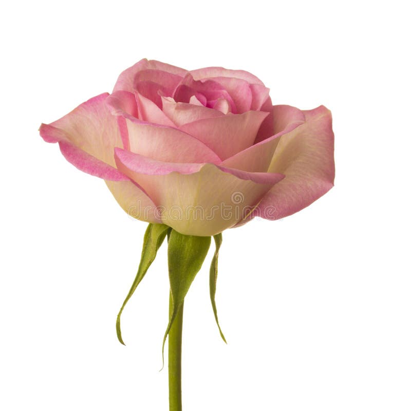 Roze roos stock fotografie