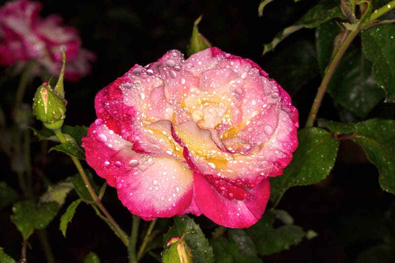 Roze nam toe Nam in dalingen van dauw toe royalty-vrije stock fotografie Roze nam toe Nam in dalingen van dauw toe royalty-vrije stock fotografie