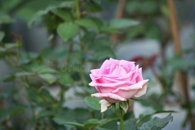 Roze nam in tuin toe stock foto's Roze nam in tuin toe stock foto's