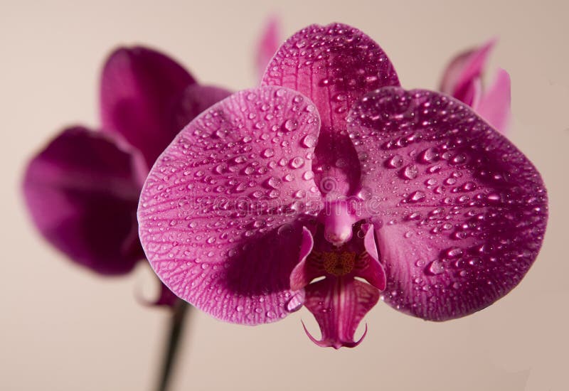 Roze natte orchidee royalty-vrije stock fotografie Roze natte orchidee royalty-vrije stock fotografie