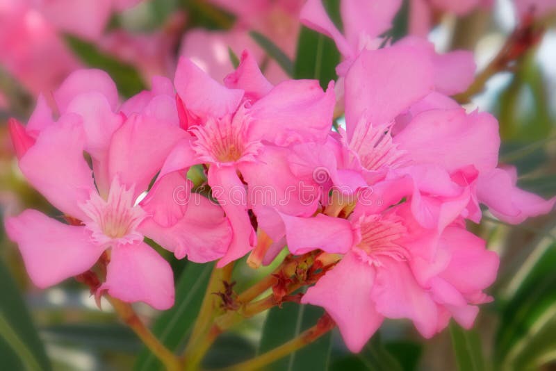 Roze oleander bloemen natuurlijke bouquet closeup