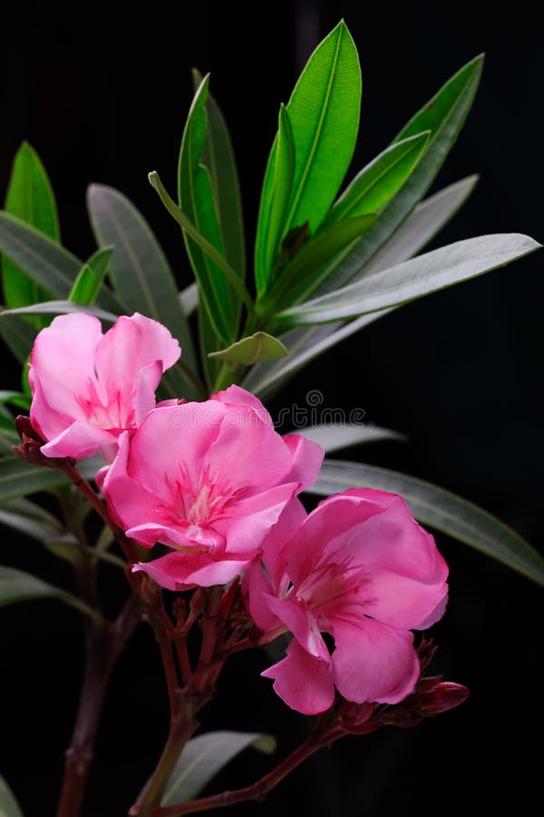 Roze oleanderbloem