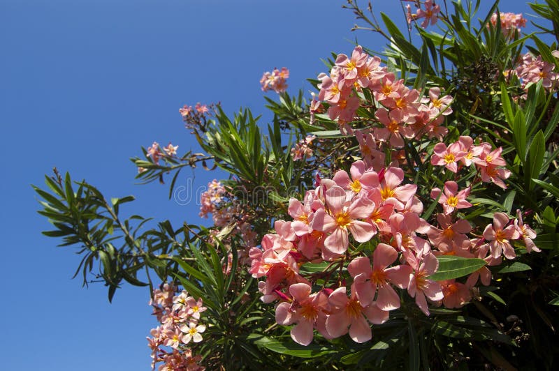 Roze oleanderbloem