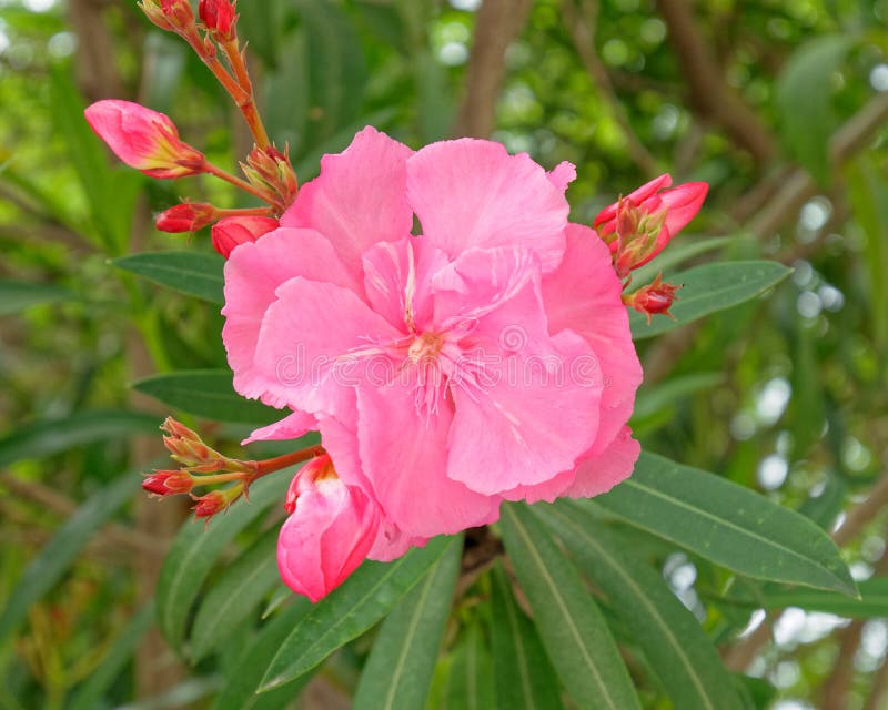 Roze olianderbloem dicht bij de tuin