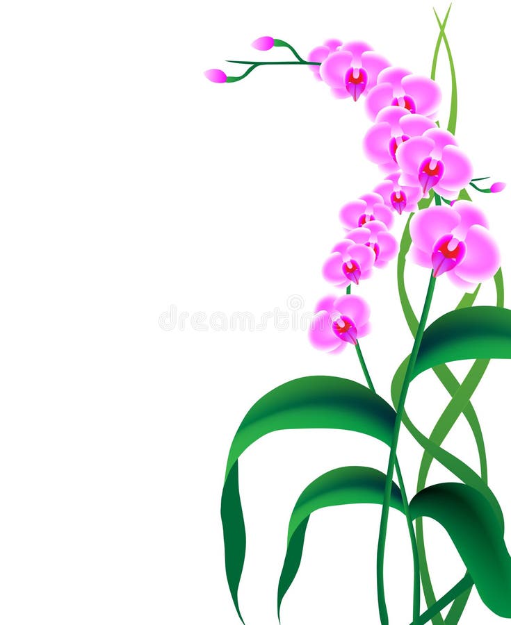 Roze orchidee royalty-vrije illustratie Roze orchidee royalty-vrije illustratie