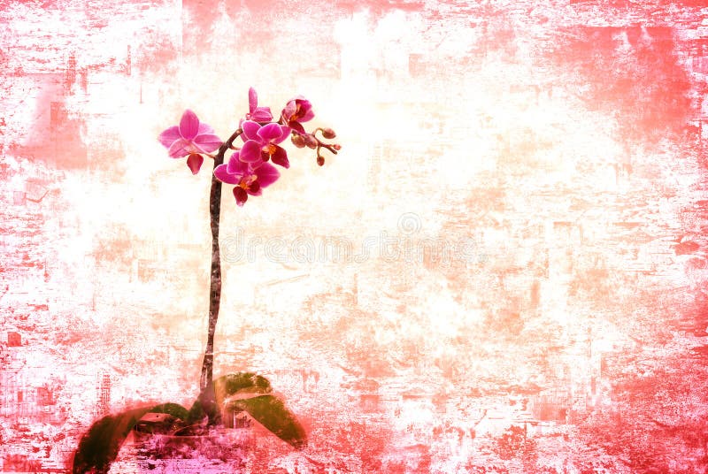 Roze orchidee royalty-vrije illustratie Roze orchidee royalty-vrije illustratie