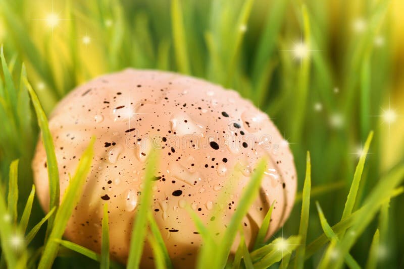 Roze paasei royalty-vrije stock afbeelding