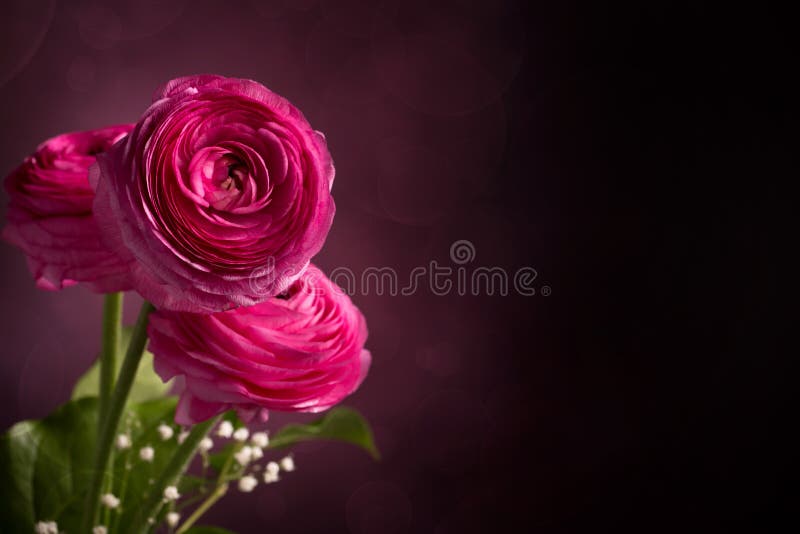 Roze Perzische boterbloem drie op donkere achtergrond stock afbeeldingen Roze Perzische boterbloem drie op donkere achtergrond stock afbeeldingen