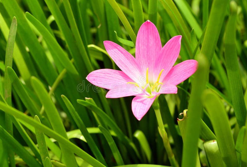 Roze regenlelie royalty-vrije stock fotografie Roze regenlelie royalty-vrije stock fotografie