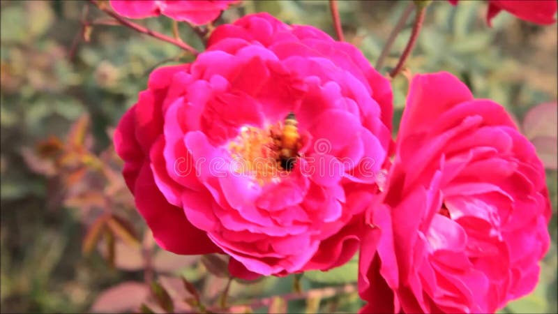 Roze Rose Flower en Honey Bee