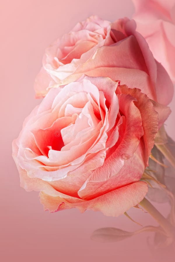 Pink roses close-up on pink background. Pink roses close-up on pink background