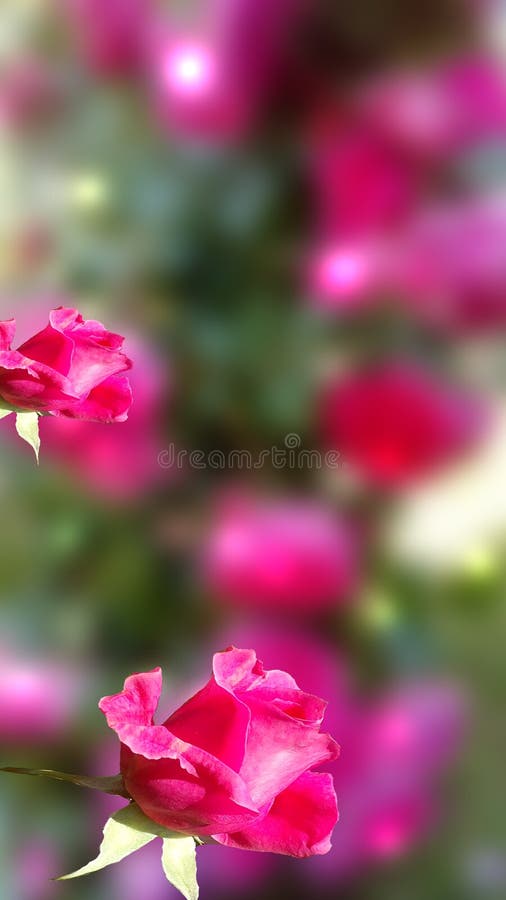 Roze rozen stock afbeelding Roze rozen stock afbeelding