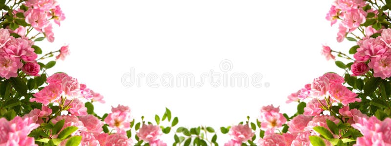 Roze rozen met kopieerruimte op wit