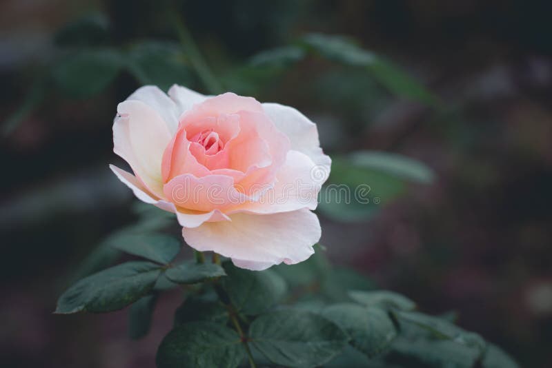 Roze rozenbloem in een rozenstruik royalty-vrije stock foto