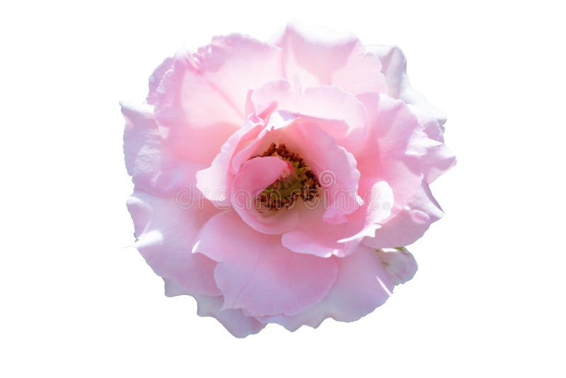 Roze roze rozenbloem geïsoleerd stock afbeelding