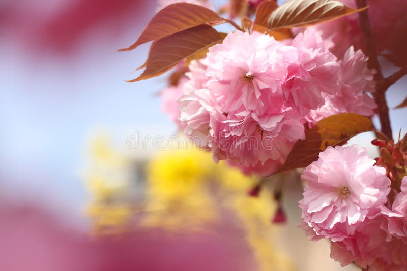 Roze Sakura-bloemen op blauwe hemelachtergrond stock afbeelding Roze Sakura-bloemen op blauwe hemelachtergrond stock afbeelding