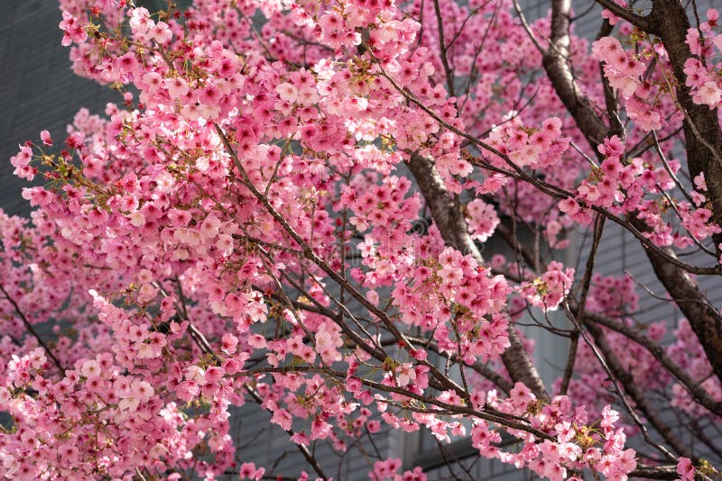 Roze Sakura Japanse kerry bloesems in vol bloei stock fotografie Roze Sakura Japanse kerry bloesems in vol bloei stock fotografie
